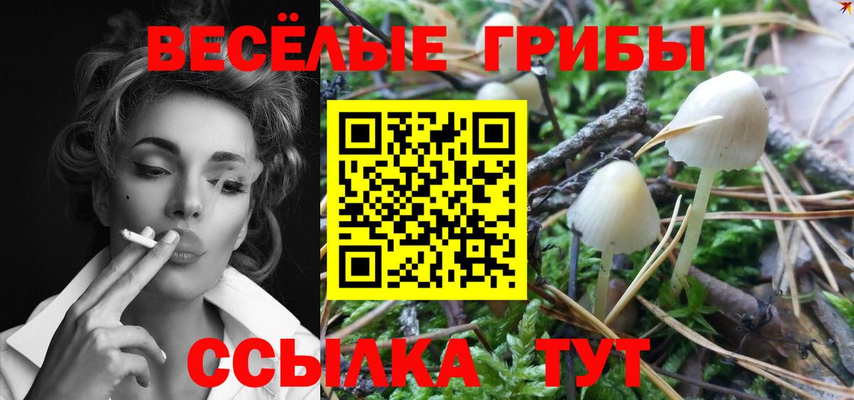 Кашира  купить   Вход с VPN  Псилоцибиновые грибы Psilocybine cubensis 
